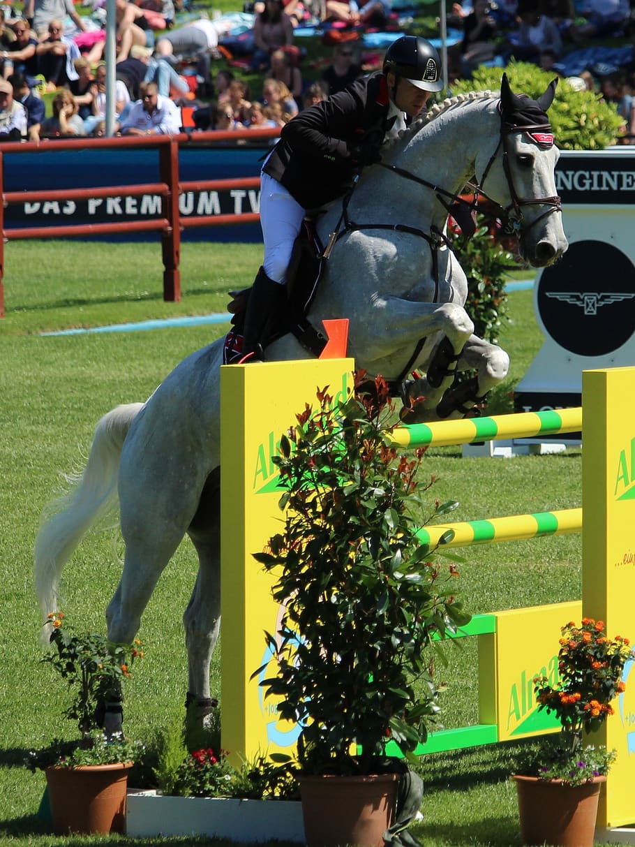 sport, saddle, reiter, horse, jumper, show jumping, equestrian, HD wallpaper