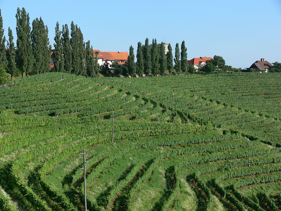 Vineyard, Nature, Green, agriculture, farm, rural scene, field HD wallpaper