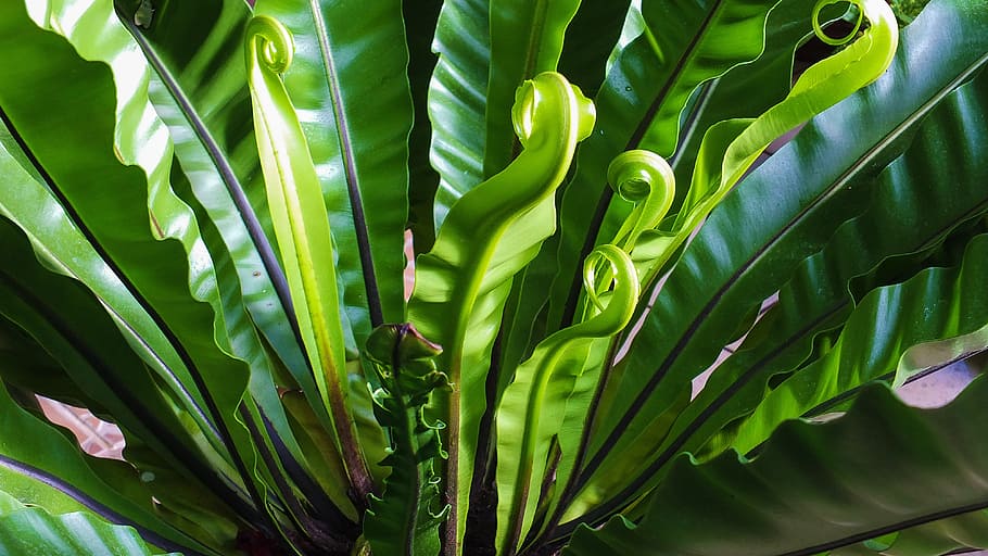 green leafed plant, fern, green color, growth, plant part, close-up HD wallpaper