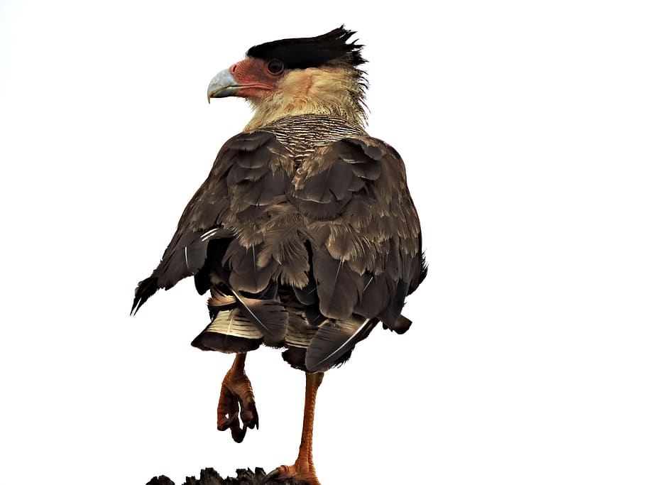 carcará, prey, bird, predator, animal, animal themes, vertebrate HD wallpaper