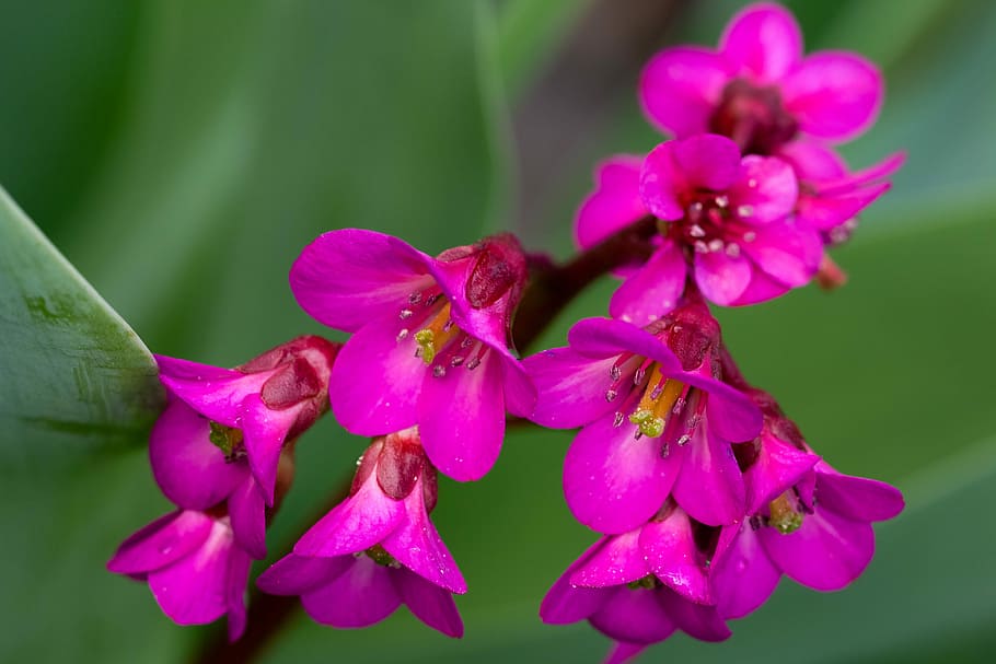 flower, plant, spring, macro, flowers, flowering plant, freshness HD wallpaper