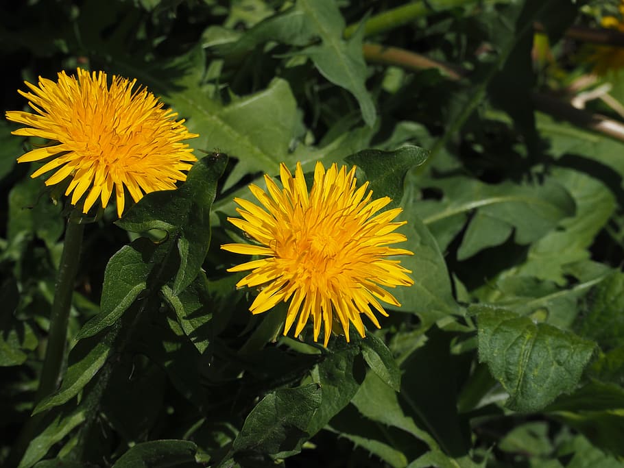 dandelion, flowers, yellow, plant, flowering plant, growth HD wallpaper