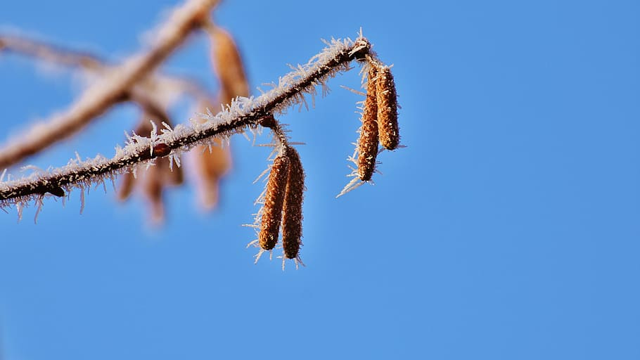 blue sky, birch, tree, winter, frost, ripe, nature, crown, winter time HD wallpaper