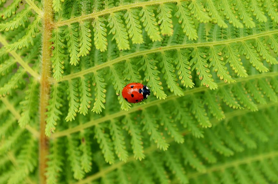 insect, ladybug, leaf, green, nature, plant, close-up, macro HD wallpaper