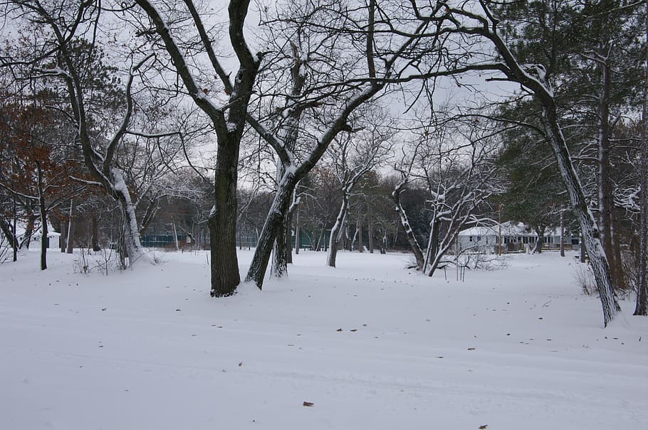 winter, snow, tree, cold, landscape, winter wonderland, december HD wallpaper