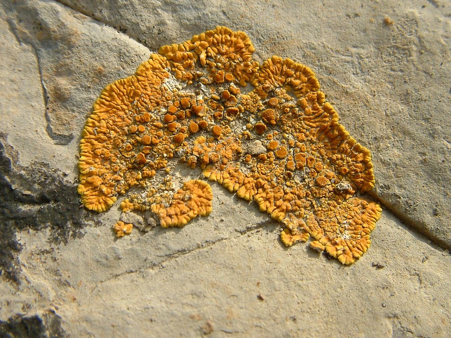 lichen, stone, orange, rock, nature, texture, yellow, no people HD wallpaper