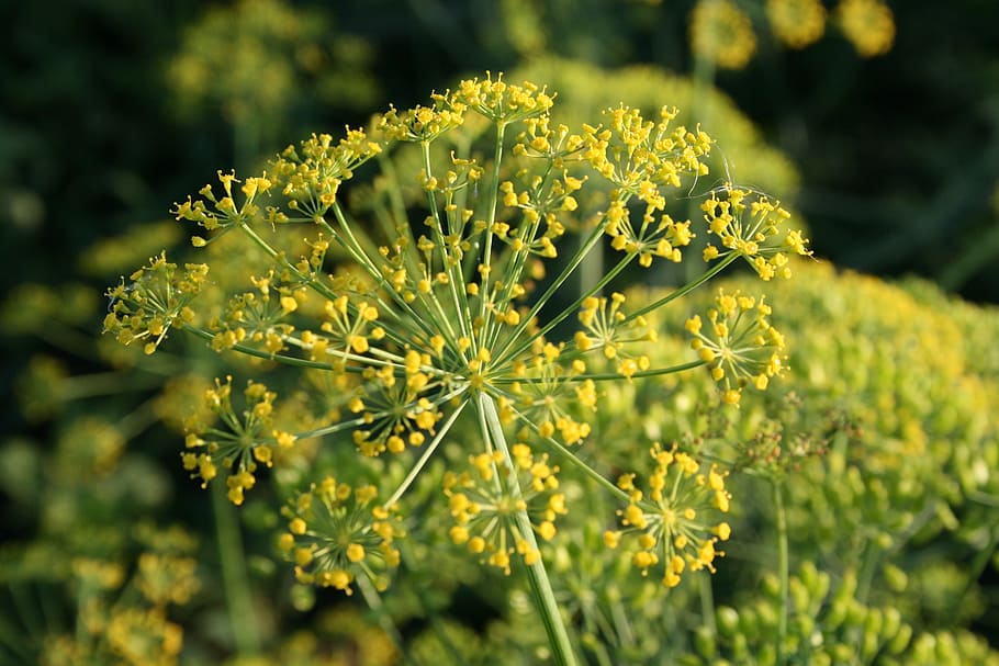dill, spice, yellow, bloom, flower, flowering plant, beauty in nature HD wallpaper