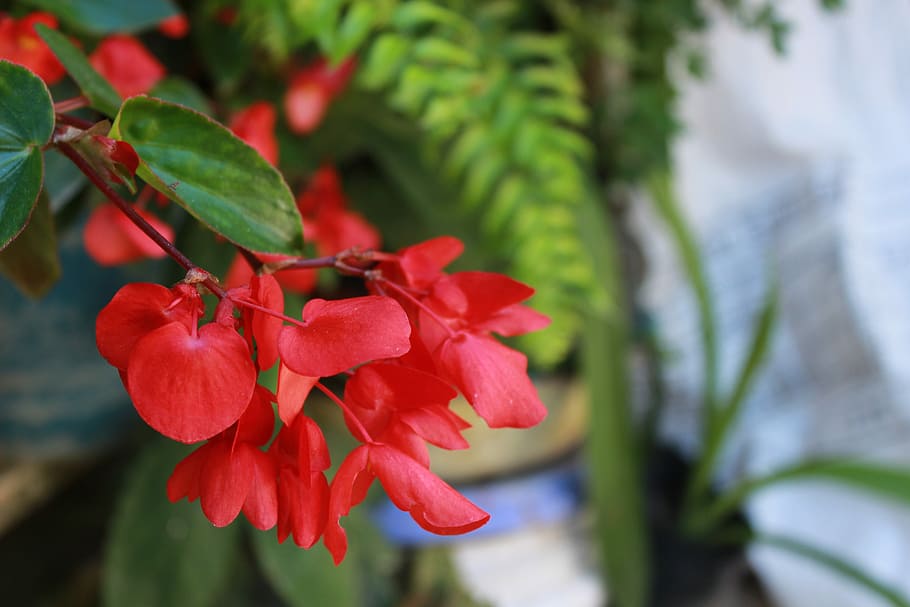 Network, Beautiful, Nature, flower, growth, red, plant, beauty in nature HD wallpaper