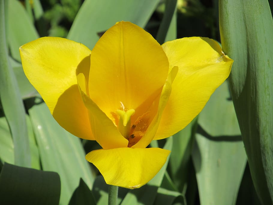 Flower, Tulip, Macro, Yellow, Fresh, plant, growing, bloom HD wallpaper