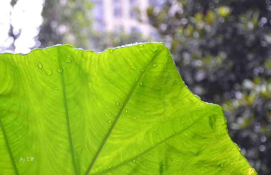 Water Droplets, Leaf, Light, green color, freshness, nature HD wallpaper