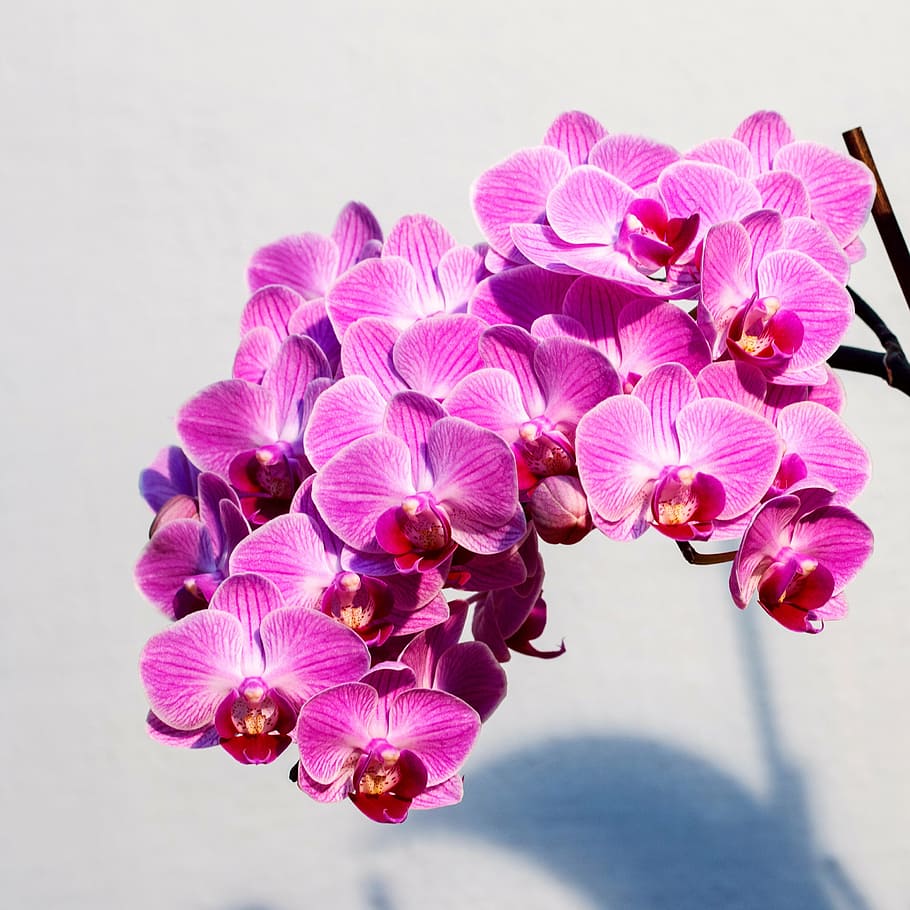 orchid, pink, flower, dramatic light, nature, pink Color, plant HD wallpaper