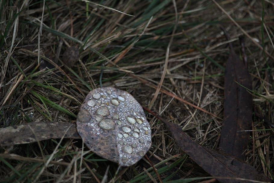 leaf, dew, water, drop, droplet, grass, ground, plant, land HD wallpaper