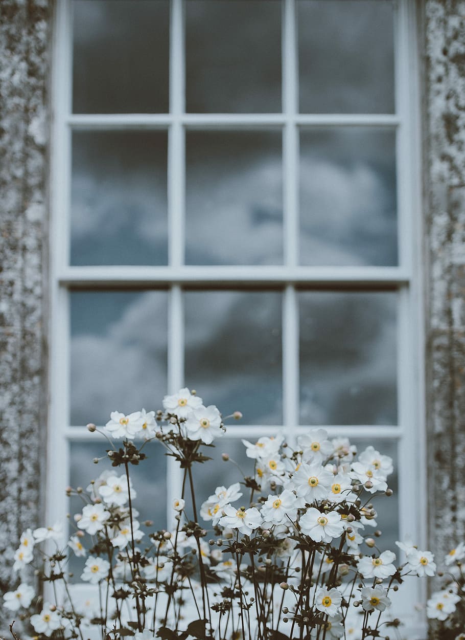 white flowers in shallow focus, white common cosmos near the window HD wallpaper