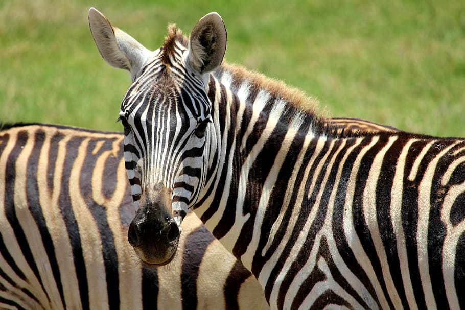 two zebra on outdoor during daytime, tsavo, animal, africa, safari, HD wallpaper
