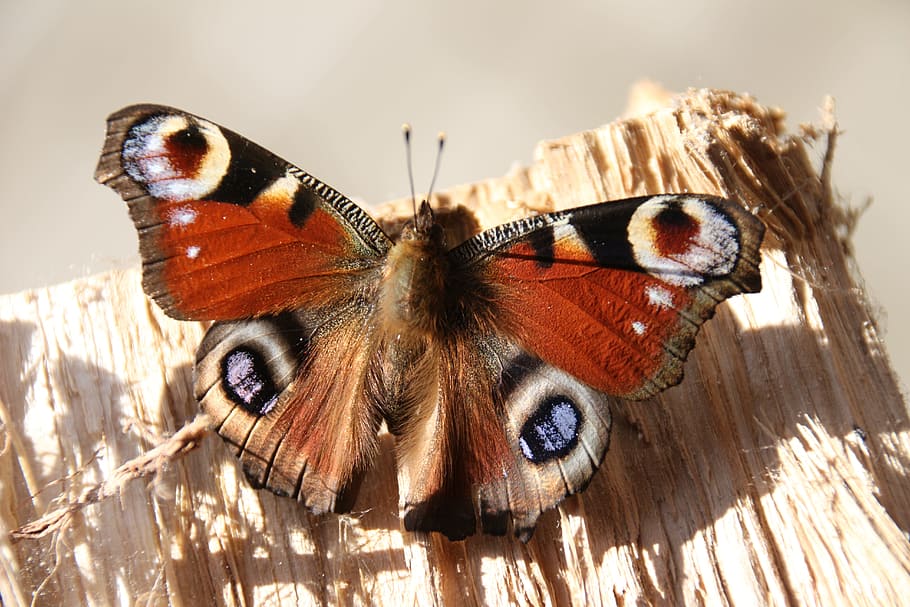 peacock, butterfly, close, insect, invertebrate, animal themes HD wallpaper