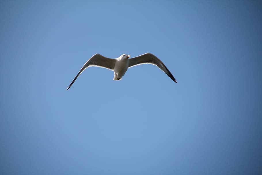 sky, seagull, bird, fly, feathers, flying, animal themes, vertebrate HD wallpaper