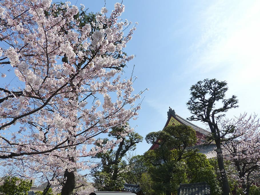 Sakura, Japan, Cherry, Nature, Flower, tree, blossom, spring HD wallpaper
