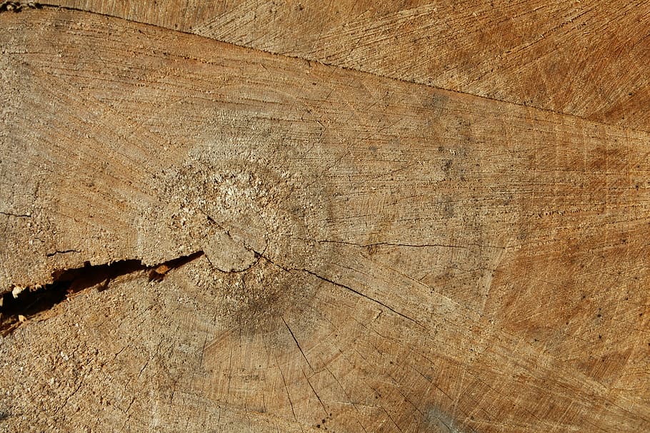 wood, nature, grain, texture, outdoor, material, season, pattern HD wallpaper