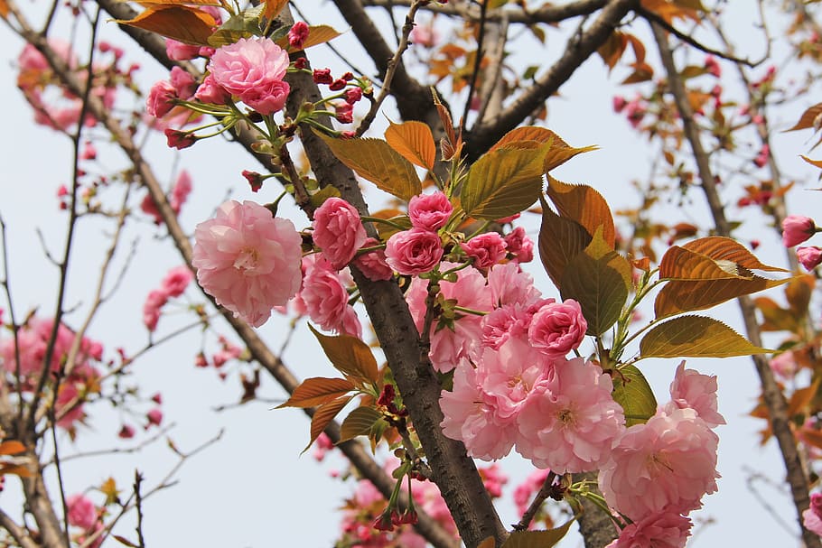 pink flowers, cherry blossom, peony, march, spring, beautiful HD wallpaper