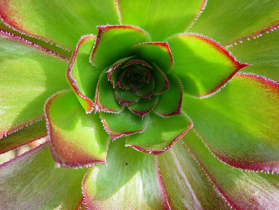 Plant, Nature, Aeonium, green, close-up, leaf, macro, flower, HD wallpaper