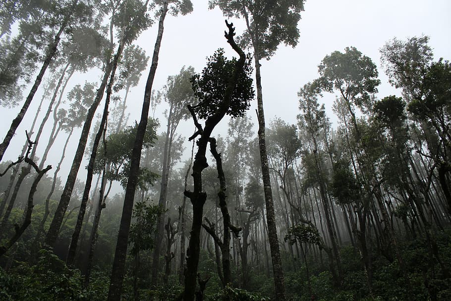 grayscale photo of forest, fog, mist, nature, outdoors, rainforest HD wallpaper