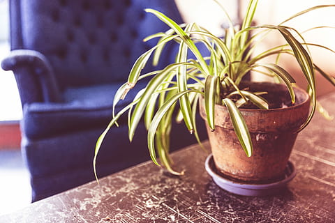 Dracaena Marginata on brown clay pot, objects, lazy, armchair HD wallpaper