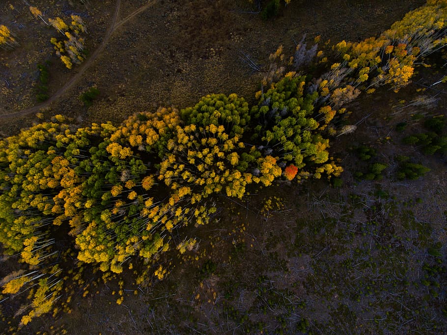 low angle photography yellow clustered petal flowers during daytime, bird's eye view photo of mountains HD wallpaper