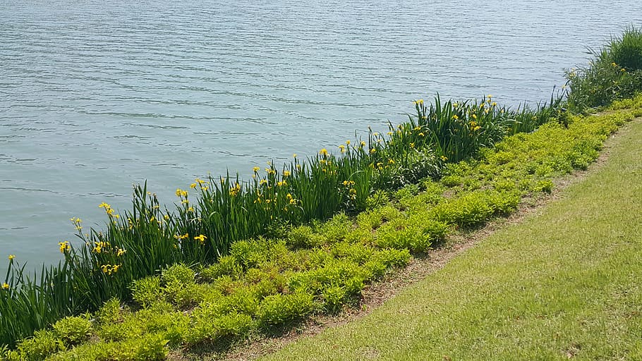 river, grass, pool, nature, summer, lake, meadow, forest, spring HD wallpaper