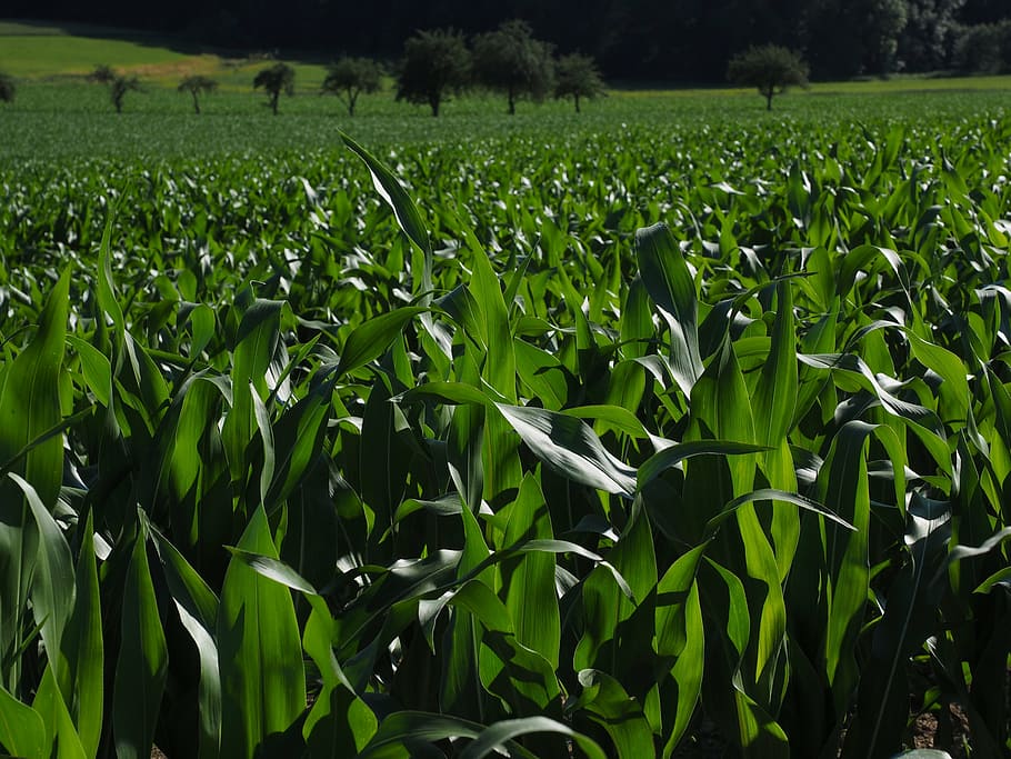 corn field, cornfield, corn cultivation, agriculture, corn leaves