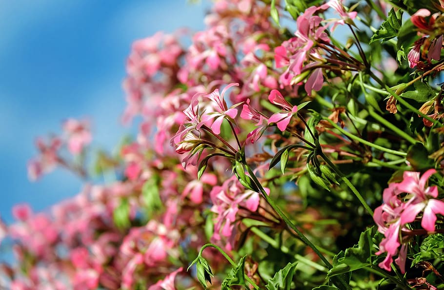 pink flowers, geranium, blossom, bloom, terrace flowers, flowering plant HD wallpaper