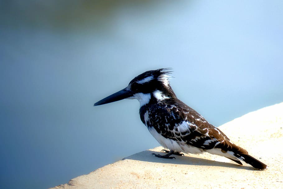 HD wallpaper: long beak, king fischer, black and white, feathered, bird,  animal | Wallpaper Flare