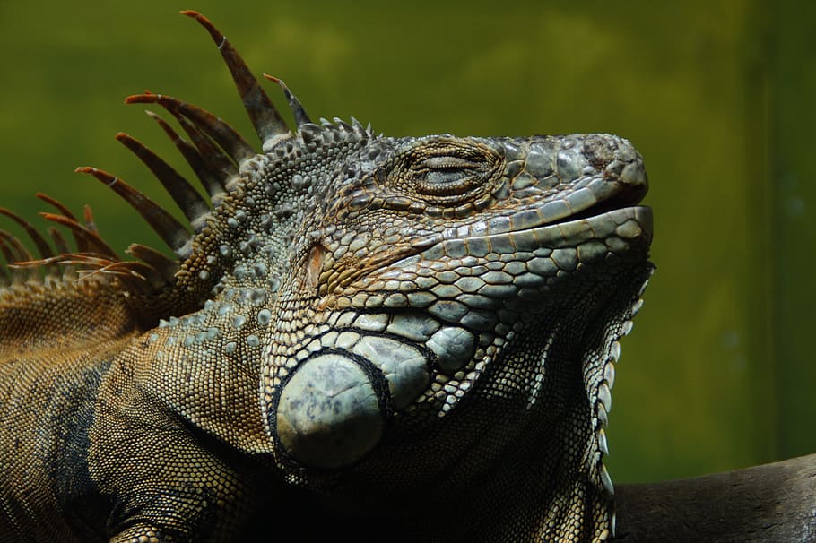 Iguana, Lizard, Reptile, Dragon, Zoo, exotic, luxury, head HD wallpaper