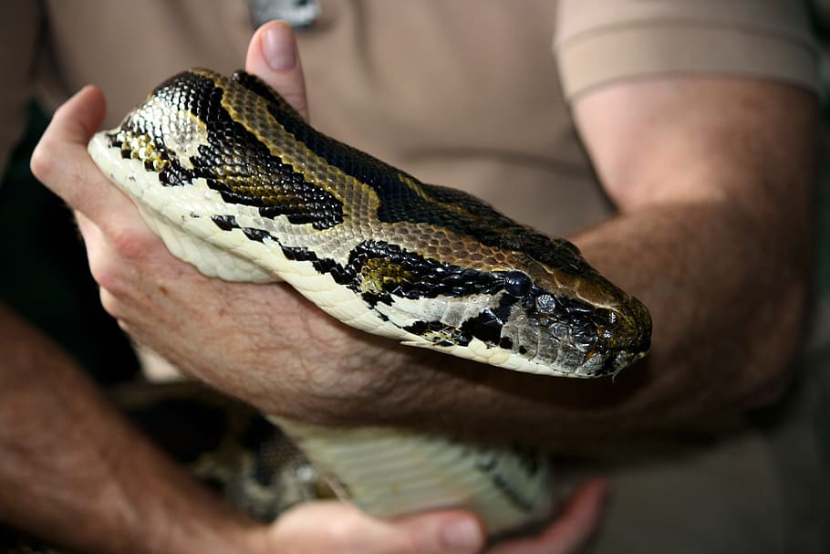 python, snake, reptile, head, close-up, animal, wildlife, zoology HD wallpaper