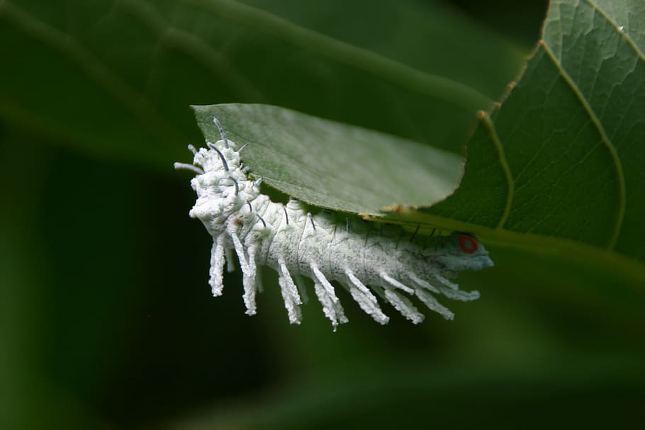 caterpillar, white, green leaf, plant part, beauty in nature HD wallpaper