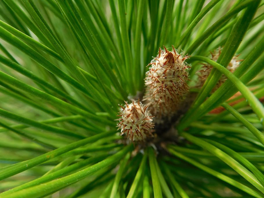 pine needles, green, pine buds, botany, natural, plant, green color HD wallpaper