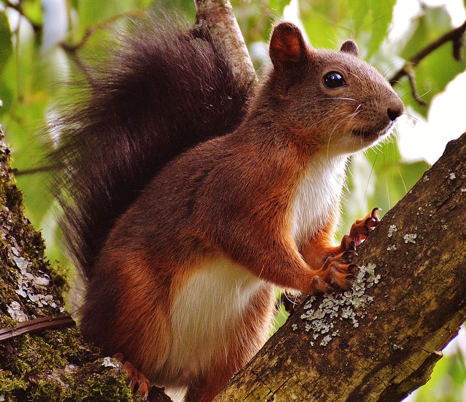 focused photo of brown and white squirrel, nager, cute, nature HD wallpaper