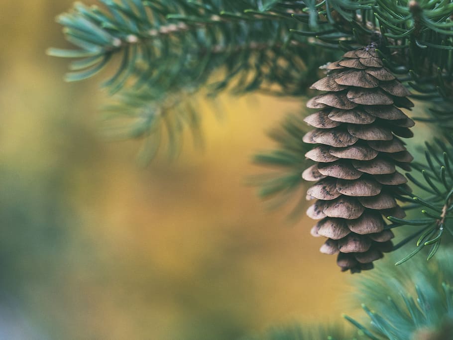 selective focus of pine cone, pine cone hanged on tree, branch HD wallpaper