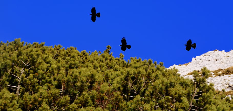 crow, nero, three, sky, bush, volatile, bird, birds, animals HD wallpaper