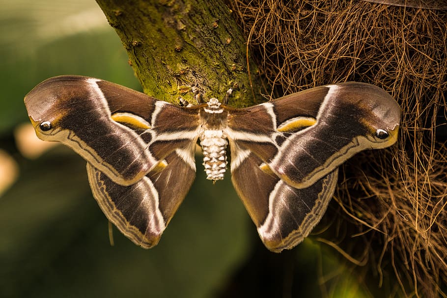 benalmádena mariposario, night butterfly, malaga, spain, leaf, HD wallpaper