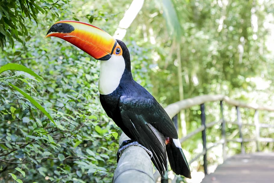 toco toucan on bamboo rails during daytime, natureza, tucano, HD wallpaper