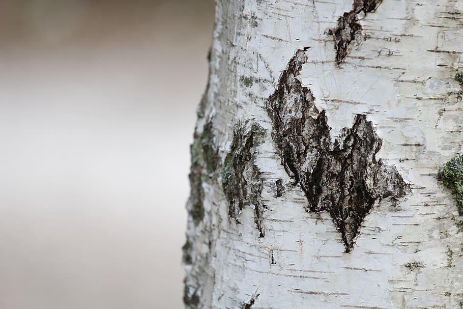 nature, outdoors, tree, forest, bark, textured, close-up, tree trunk HD wallpaper