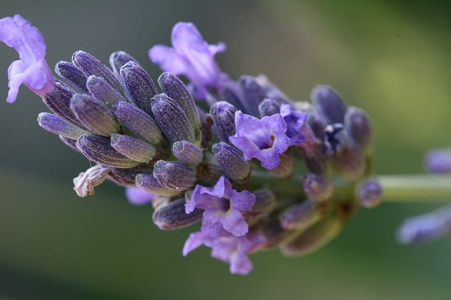 purple flowers, Lavender, Macro, Nature, Violet, color, summer HD wallpaper