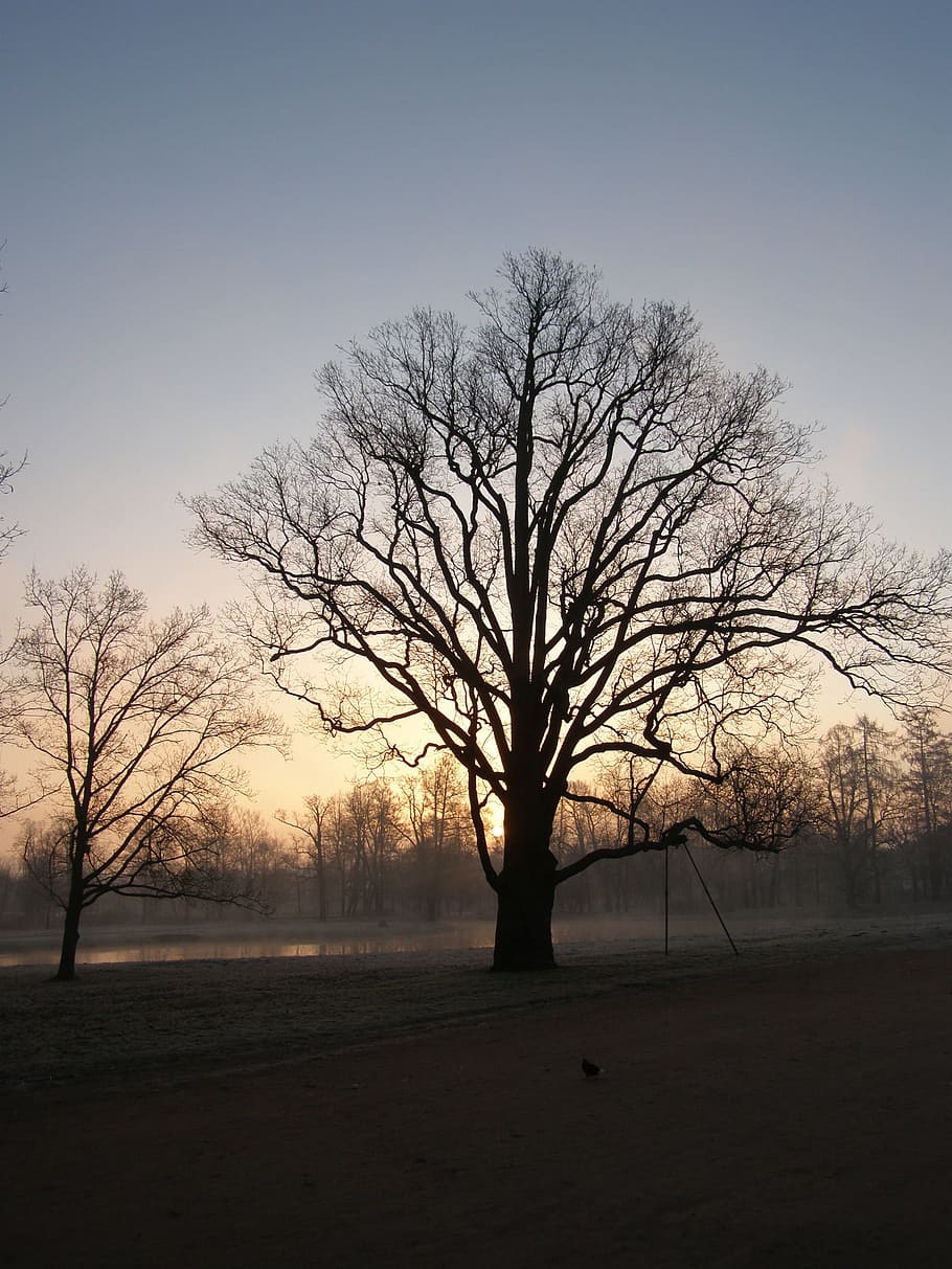Trees, Dark, Evening, Morning, black, branches, silhouettes HD wallpaper
