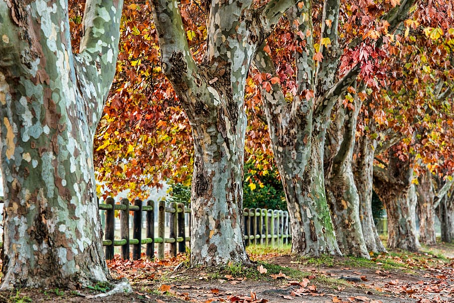 red and yellow leaf trees beside wooden fence, plane tree, autumn HD wallpaper