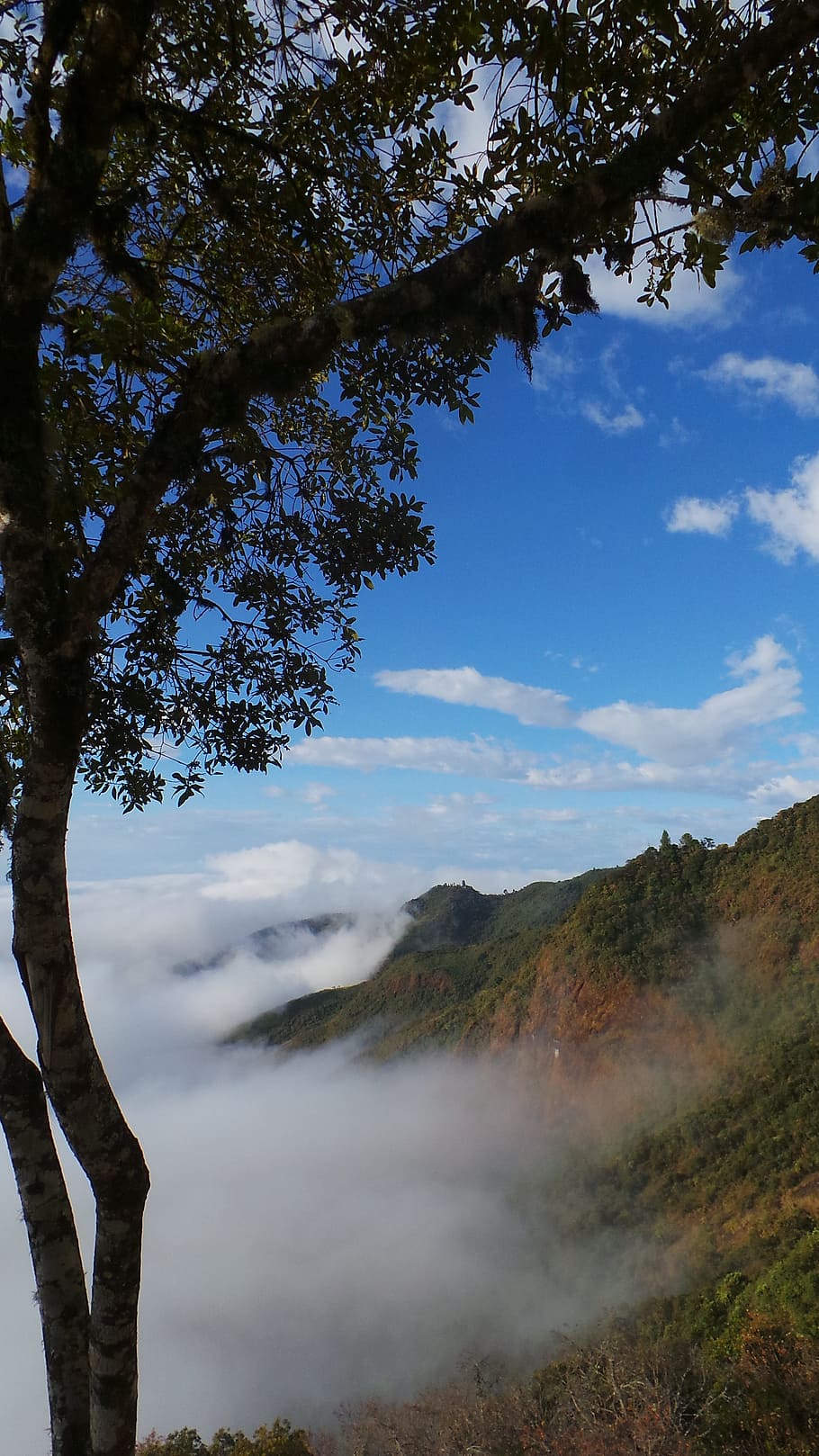 mist, tree, mountain, cloudy, plant, sky, beauty in nature HD wallpaper