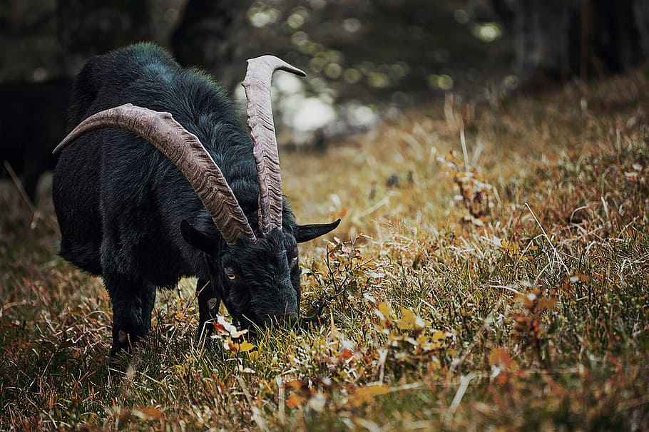 Selective Focus Photography of Black Goat Eating Grass, animal
