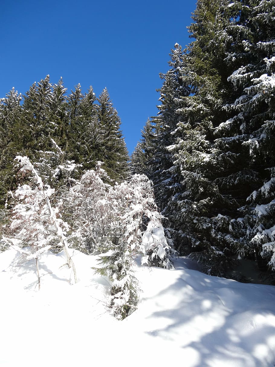 forest, sun, trees, edge, winter, snow, plant, cold temperature HD wallpaper
