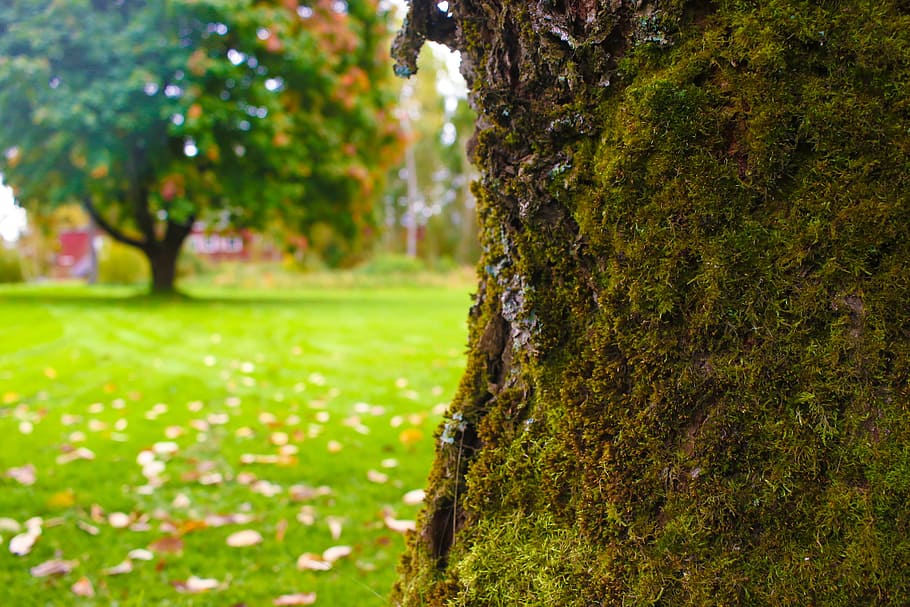 trees, landscape, autumn, fall, colorful, plant, tree trunk HD wallpaper