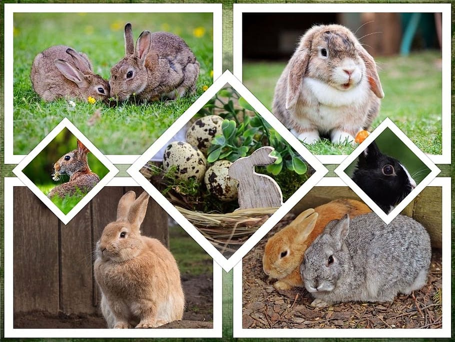 assorted rabbits collage, easter, background, symbol, animal HD wallpaper