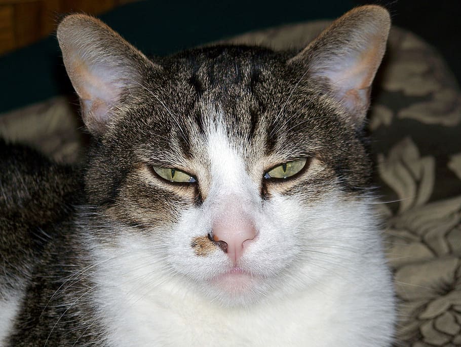 Cat, Face, Animal, Pet, Feline, Domestic, fur, kitty, mammal HD wallpaper